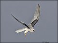 _1SB9798 white-tailed kite